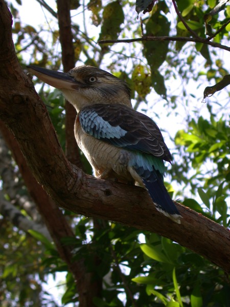 Blue-Winged Kookaburra